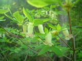 s-DSCF2296.jpg