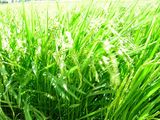 s-DSCN0956.jpg