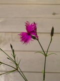 s-DSCN1818.jpg