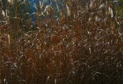 s-DSCN0086