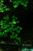 s-DSCN1393