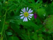 s-dscn3646.jpg