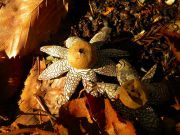 s-dscn5195.jpg