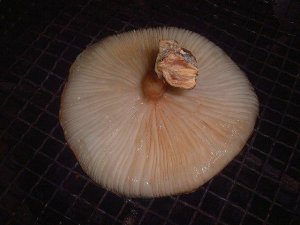 siitake.jpg