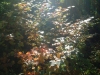 DSCF0007.JPG