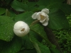 DSCF0748.JPG