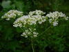 s-dscn1112.jpg