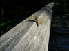 s-dscn1460.jpg