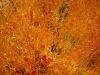 s-dscn1572.jpg